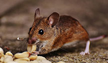 24 Hour & Emergency Exterminators in South Fulton, GA